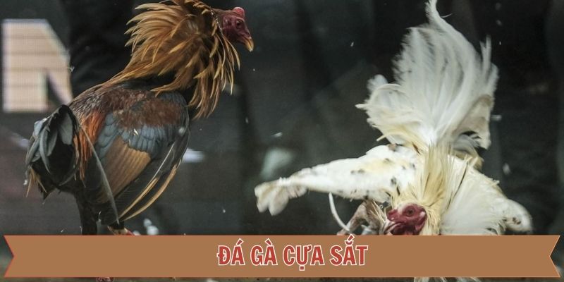 Đá gà cựa sắt – Bí kíp cược thông minh và thắng lớn tại 789F