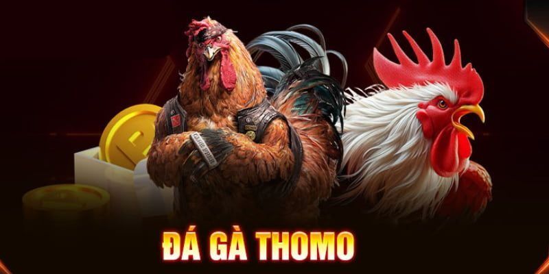 Đá gà Thomo – Bí kíp chọn chiến kê, chiến thắng lớn tại 789F