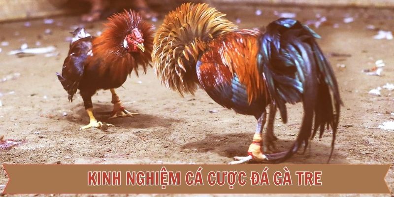 Bí kíp bất bại giúp thành viên cược kê tre tại nhà cái 