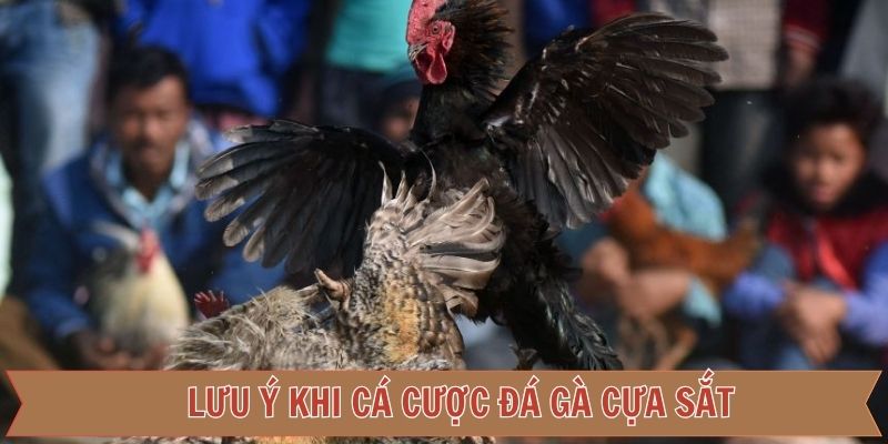 Một số lưu ý và những thông tin quan trọng của đá gà cựa sắt 