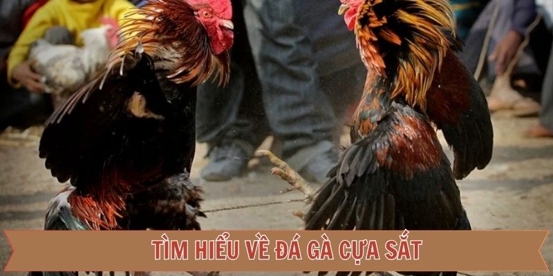 Đôi nét thông tin chung về đá kê cựa sắt 