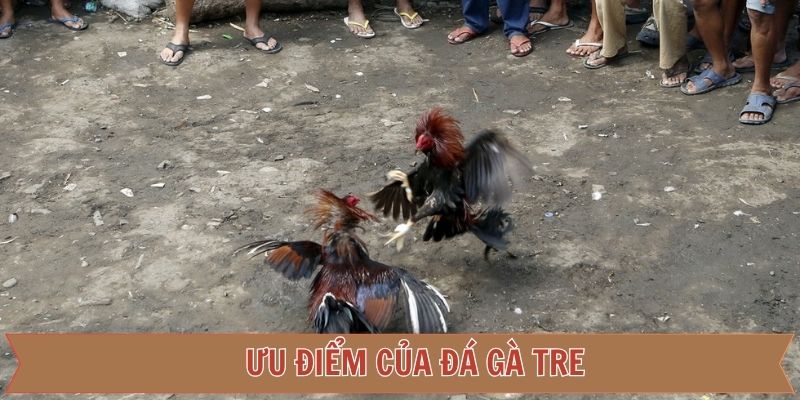 Lợi ích hấp dẫn khi người tham gia cá cược đá gà tre 
