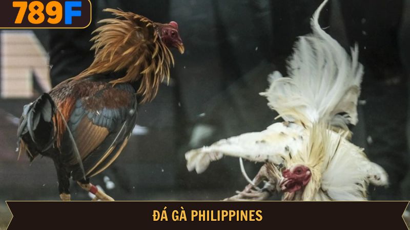 Đá gà Philippines – Gà đá truyền thống với sự kịch tính cao
