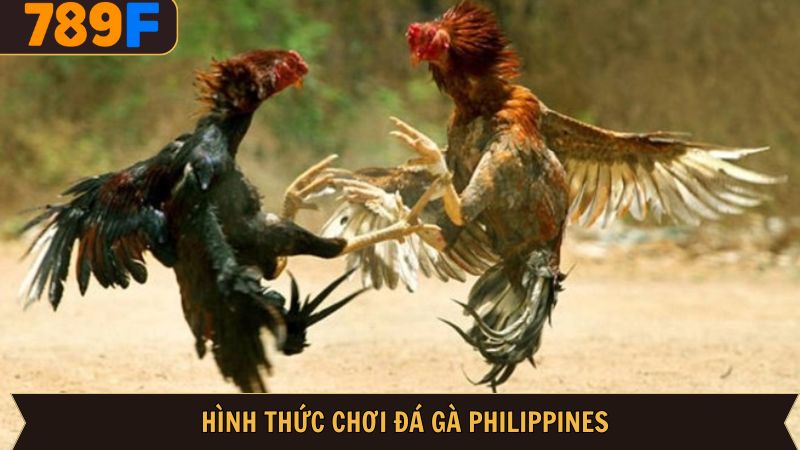 Khám phá các hình thức đấu kê Philippines siêu hấp dẫn